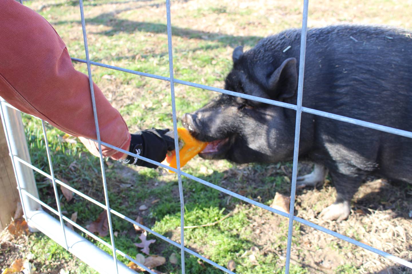 Hooved Animal Humane Society operations and development manager Traci Bennett feeds pig Wilma a pumpkin.