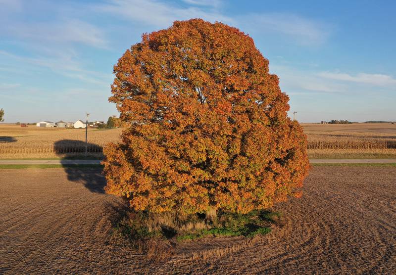 An aerial view of a full Maple tree in peak near the intersection of County Road 250 N and Route 89 on Sunday, Oct. 22, 2023 near McNabb.