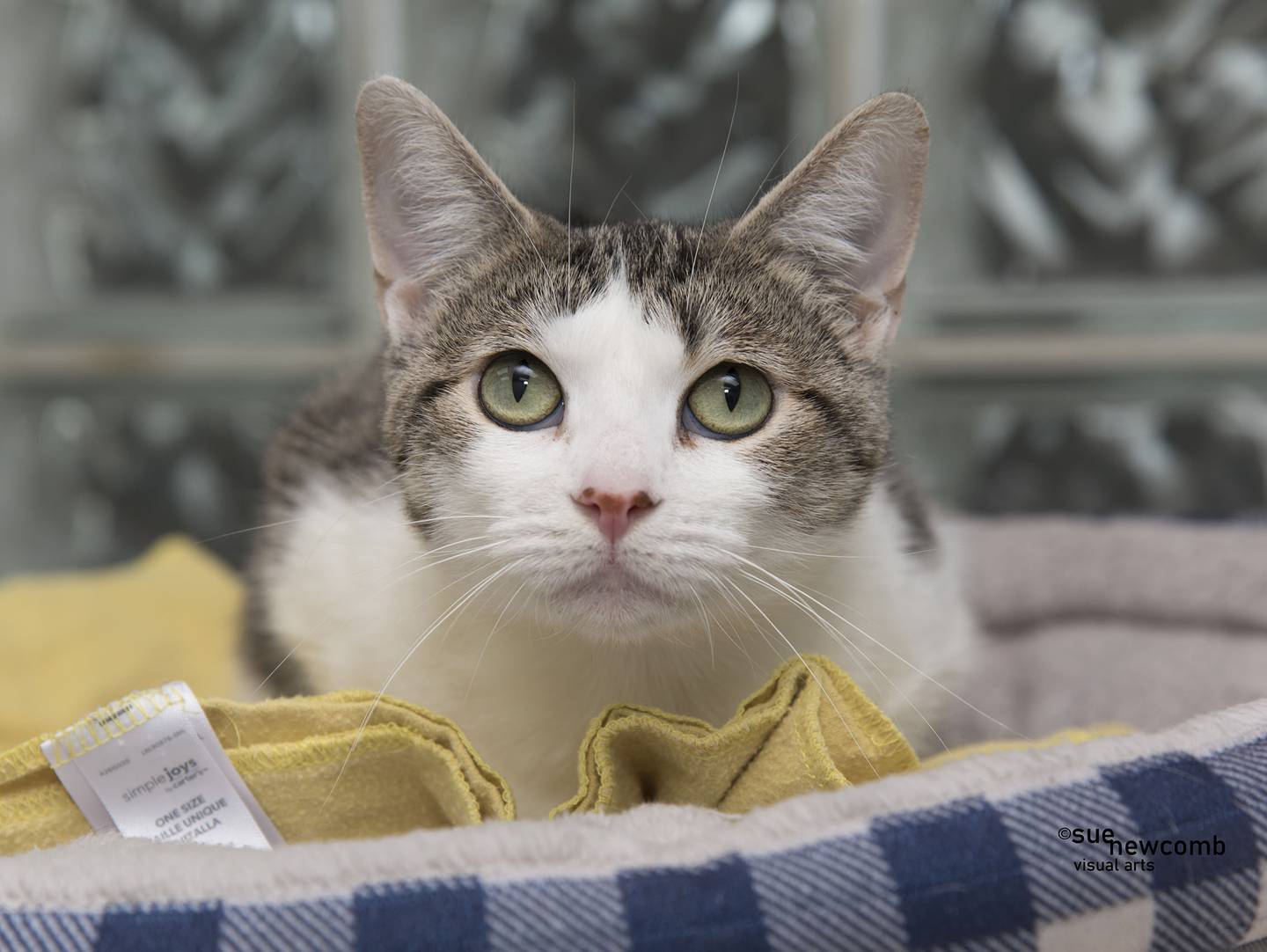 Willow is a petite domestic shorthair who is very friendly, affectionate and gets along with the other kittens in the kitten room. She needs to gain weight since she is on the small side. Contact the Will County Humane Society at willcountyhumane.com and follow the instructions for the adoption process.