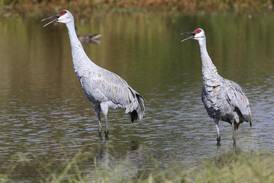 Bird walks, owl banding and more with Kane County Audubon