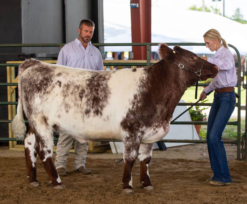 Madyson Block, 17 shows her boyfriends cow during the 4-H beef show at the 75th Anniversary of the McHenry County Fair in Woodstock on Thursday, August 3, 2023.