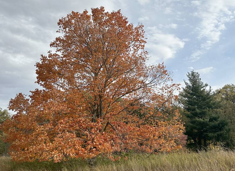 A view of Edna's tree on Monday, Oct. 23, 2023 at Starved Rock State Park.