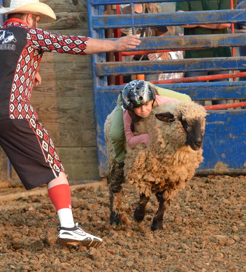 Penny Durham rides a sheep as she competes in "Mutton Busting" at the T & A Bucking Bulls Rodeo at the Ogle County Fair on Friday, Aug. 1, 2025 in Oregon.