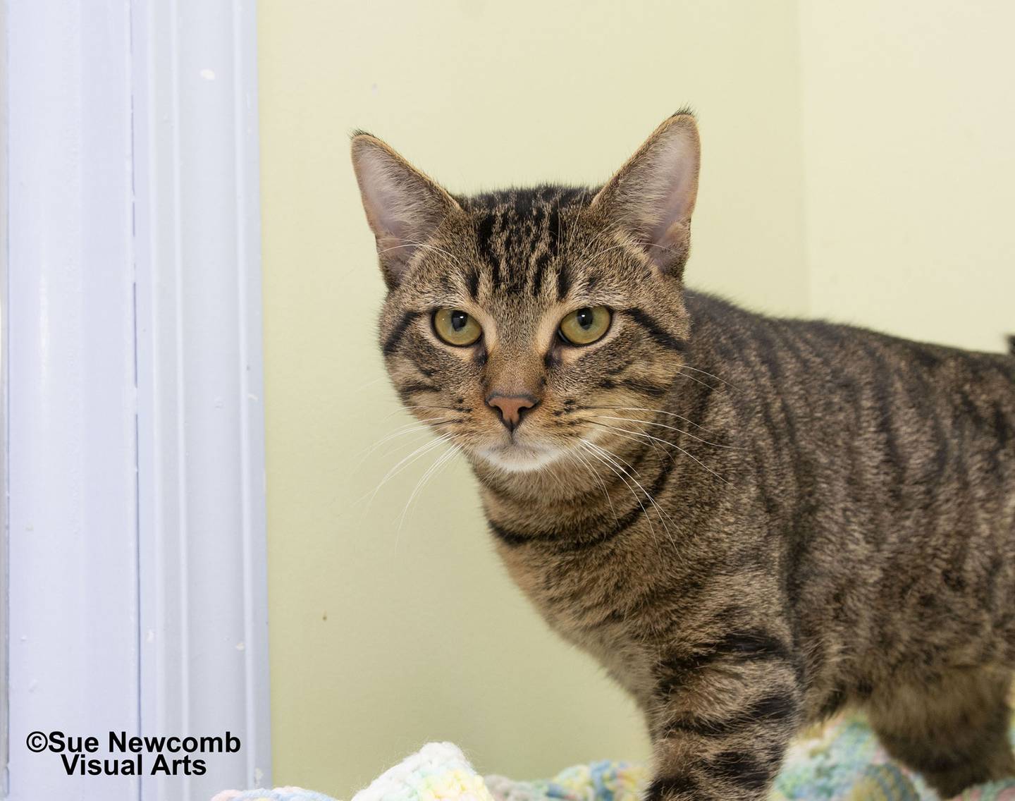 Moe is a sweet young brown tabby cat who was surrendered to local animal control. He enjoys pets and will lean into people for cheek rubs. Contact the Will County Humane Society at willcountyhumane.com and follow the instructions for the adoption process.