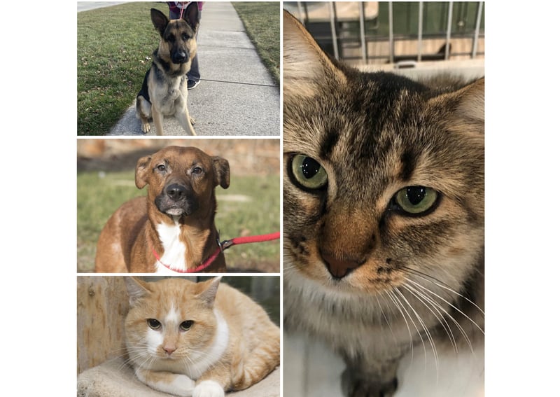 The Herald-News presents this week’s Pets of the Week. Read the description of each pet to find out about that pet, including where he or she can be adopted.