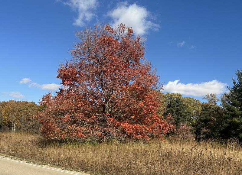 Edna's tree is in full peak on Thursday, Oct. 24, 2024 at Starved Rock State Park.