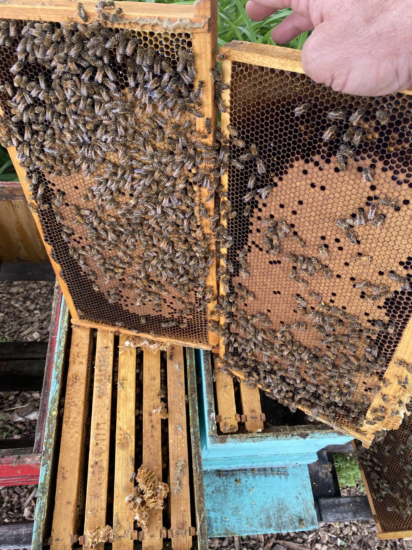 Half-Mile bees are brought in to help pollinate a local orchard, giving the honey the taste of apples, pears, cherry, and even pumpkins depending on the season.