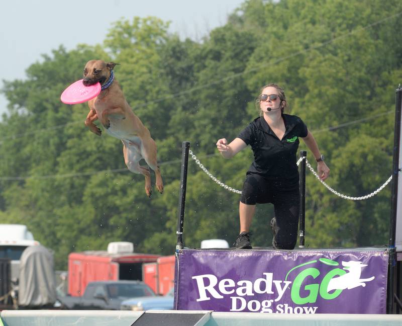Nikki Penta of the Ready Go Dog Show watches Roadhouse dock dive at the Ogle County Fair on Thursday, July 31, 2025.