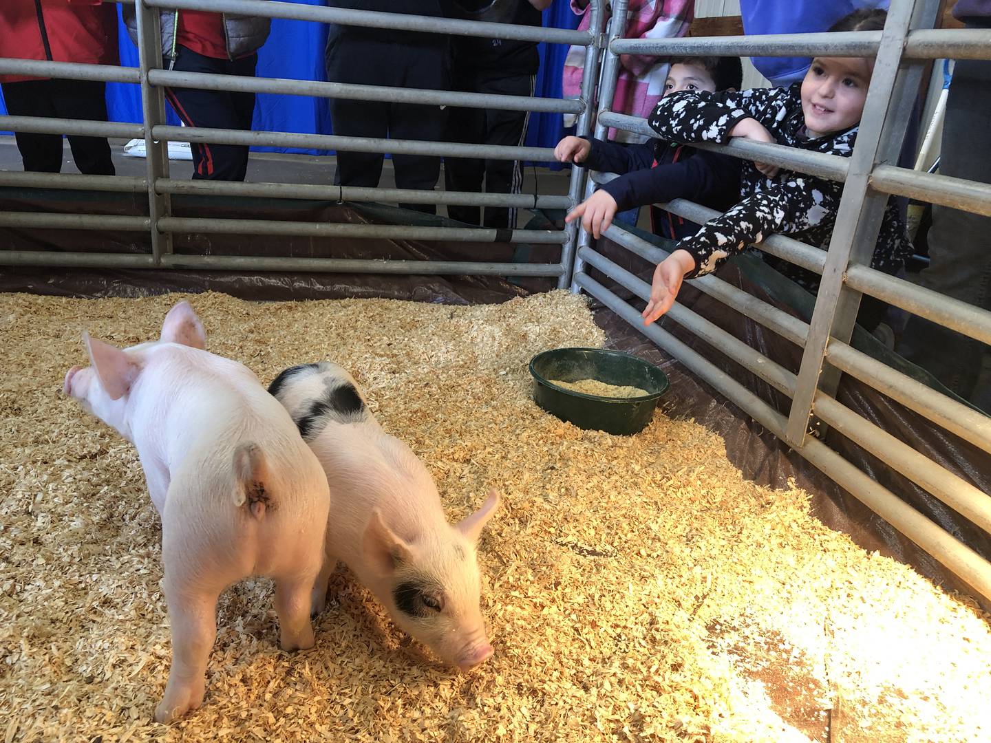 Four-week-old piglets from the McKee Farm near Woodstock were among the baby animals used to educate area elementary students during the McHenry County Farm Bureau's Ag Expo on Wednesday, April 10, 2024.