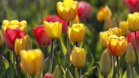 It’s time to tiptoe through the tulips at Richardson Farm in Spring Grove
