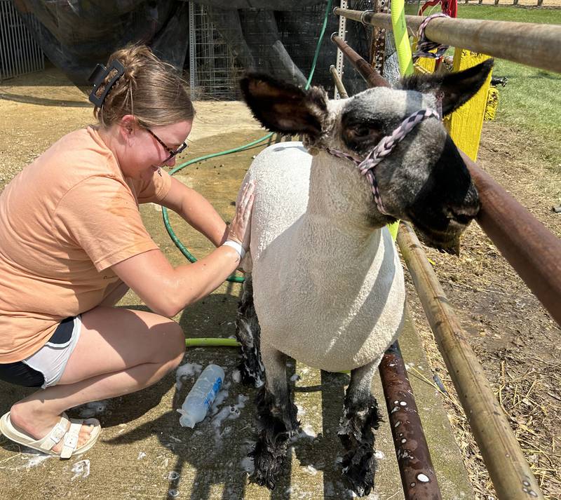 Brroke Ewald of Byron washes her ewe, Zoey, on Friday, Aug. 2, 2024 at the Ogle County Fair.