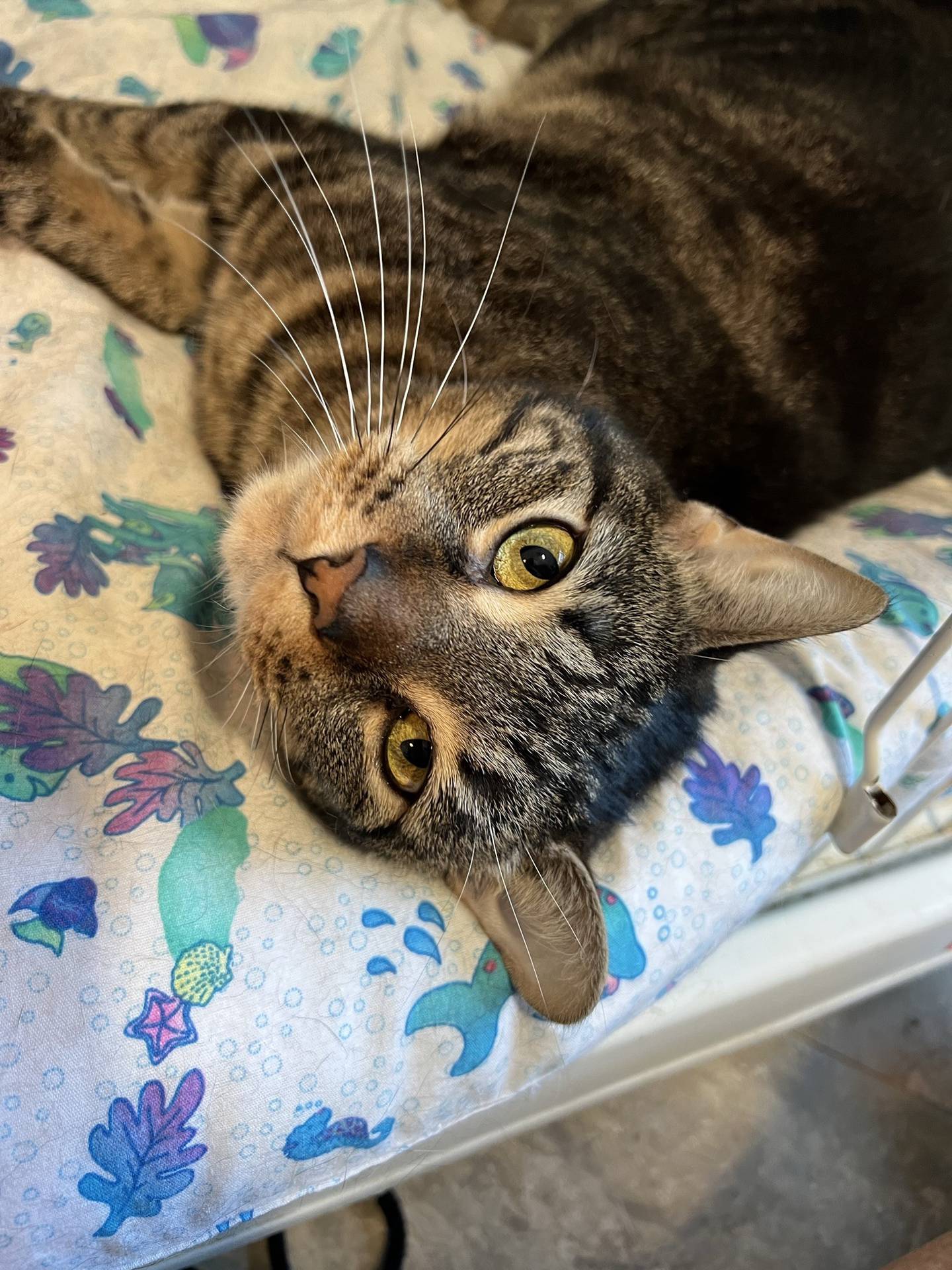 Kepner is a 3-year-old outgoing, social, gentle and friendly tabby. She immediately greets visitors by looking for pets and attention.  She rolls over for belly rubs the moment she is petted. She is sweet and affectionate. To meet Kepner, email Catadoptions@nawsus.org. Visit nawsus.org.