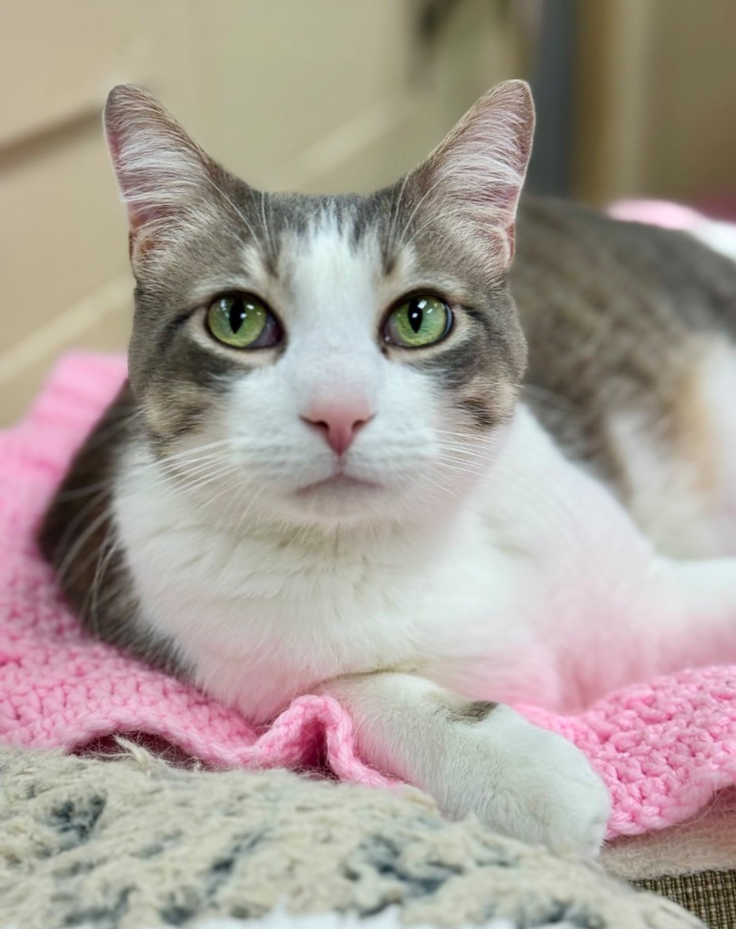 Sweet Evan is 7 years old, 16 pounds, and needs a home without cats and where he can relax and enjoy life. He likes pets and will rub against people or roll on their feet for attention, but he will let people know when he becomes overstimulate. He also enjoys toys, especially wand toys or catnip mice. To meet Evan, visit willcountyhumane.com follow the instructions for the adoption process.