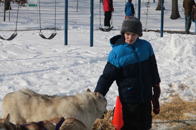 Jonah Kakkuri, 9, petting the Spirit Siberian rescue pups on hand Saturday, Feb. 4, 2023 for the DeKalb Park District's seventh annual Polar Palooza.