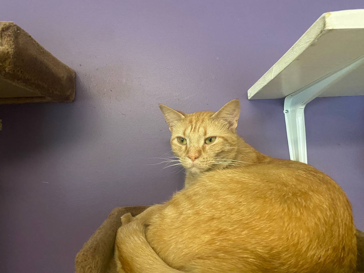 Luna is a 2-year-old domestic shorthair. She is kindhearted and loving. Luna is affectionate and enjoys neck scratches. She would make a great addition to any family. For more information on Luna, including adoption fees please visit justanimals.org or call 815-448-2510.