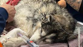 ‘He was frozen:’ Elgin vet tells how dog rescued from icy pond was brought back to life