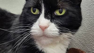 Lap cat ready to share life with new family