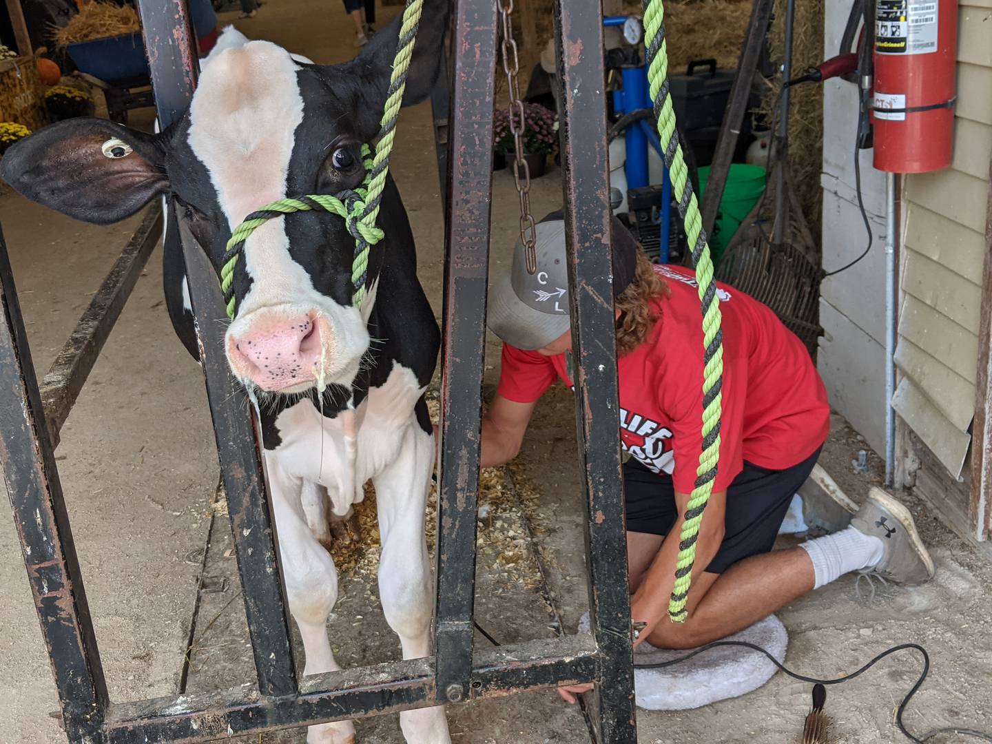 Bradley Armour, 18, raises cows in Serena in LaSalle County and was in the middle of grooming one of his cows – a calf named Darla – Wednesday afternoon.