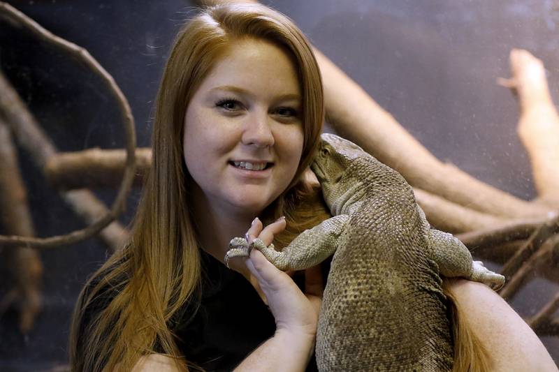 Caitlynn Kreutzer of Cold Blooded Parties with Betty, a white throated monitor inside the new Reptile Gallery in McHenry on Feb. 21, 2023. The gallery when it opens in April will feature over 40 different species of reptiles, amphibians, sting rays and invertebrates on display.
