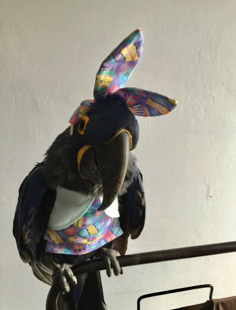 Royal, a 9- year-old, hyacinth macaw from La Salle has been selected as one of the Creme 16 for the Cadberry Bunny tryouts, a national competition to determine the next spokesbunny title.
