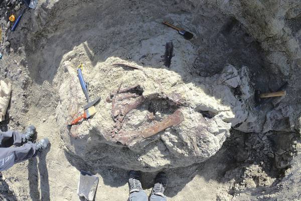 Scientists discover a new dinosaur from Argentina with a crocodile bone in its mouth