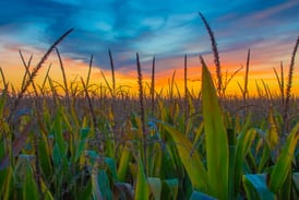 Illinois farmers ease critical labor shortages through this agricultural visa program