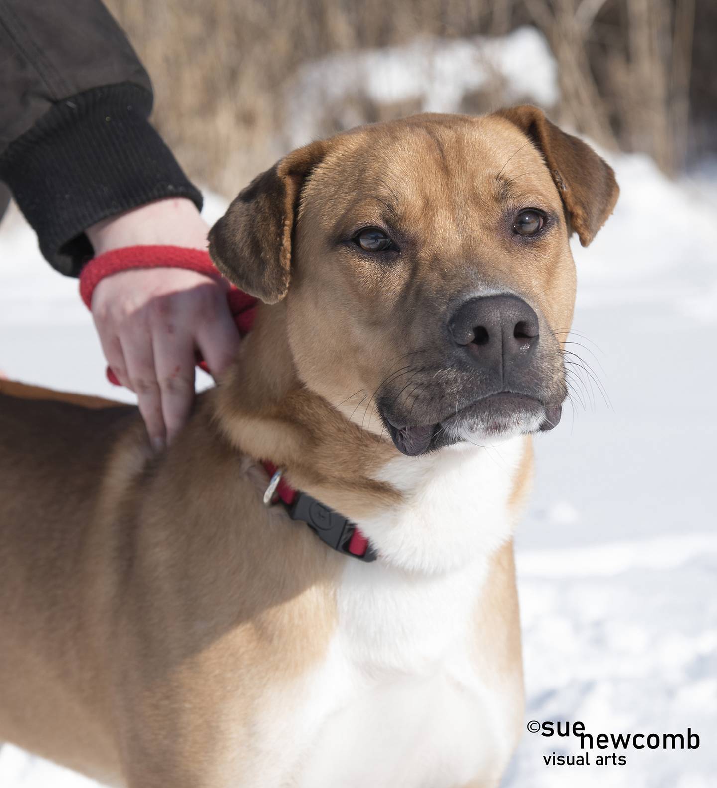 Mr. Beans is a large, male shepherd mix who is sweet and silly. He is very active and does well with his kennel mates and our staff. Mr. Beans would benefit from some structure and training. Contact the Will County Humane Society at willcountyhumane.com and follow the instructions for the adoption process.