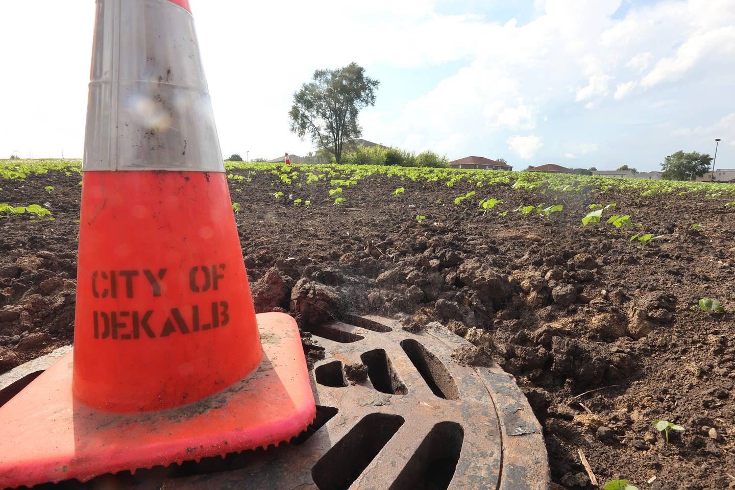 The old Campus Cinemas location is covered now with dirt and plants Monday, July 11, 2022. DeKalb city leaders are looking to the City Council to help steer plans to market and redevelop this city-owned lot along with the adjacent Hillcrest Shopping Center property.