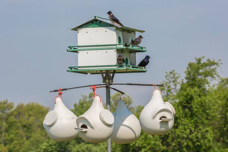As social birds that are aerial insectivores, purple martins require treeless open space around their housing.