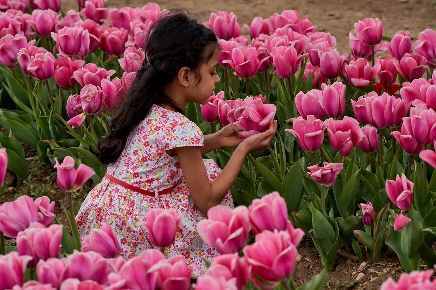 The fourth annual Tulip Festival begins  Saturday, April 20 at Richardson Farm in Spring Grove.