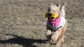Dog Park coming to Peru’s Water Street