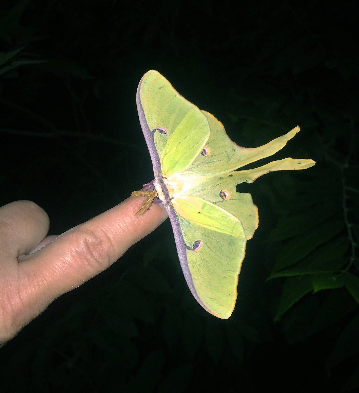 Janie Grillo with a luna moth on her finger, ready to be released.