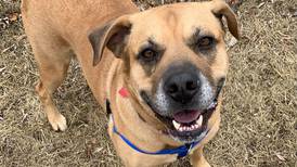 Boxer mix would love attention from forever family