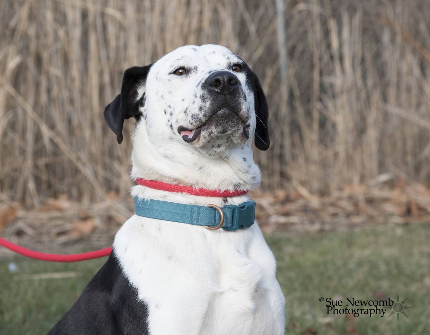 Woofles is a young Catahoula leopard dog/dalmatian mix who is loving and goofy. He is very active and playful and needs an equally active family who can play with him and snuggle. Contact the Will County Humane Society at willcountyhumane.com and follow the instructions for the adoption process.