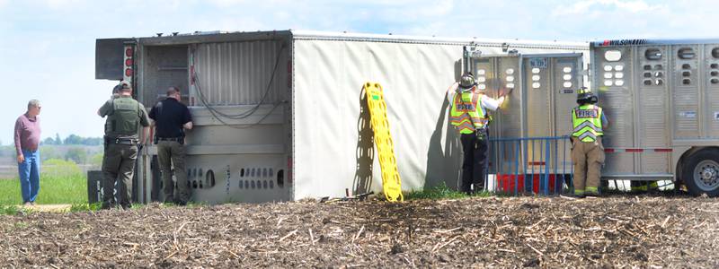 Firefighters and Ogle County Sheriff Deputies work on transferring hogs from an overturned semi-tractor and trailer to a smaller trailer following an afternoon accident on U.S. 52 and Robin Road, north west of Polo on Tuesday, May 6, 2025.