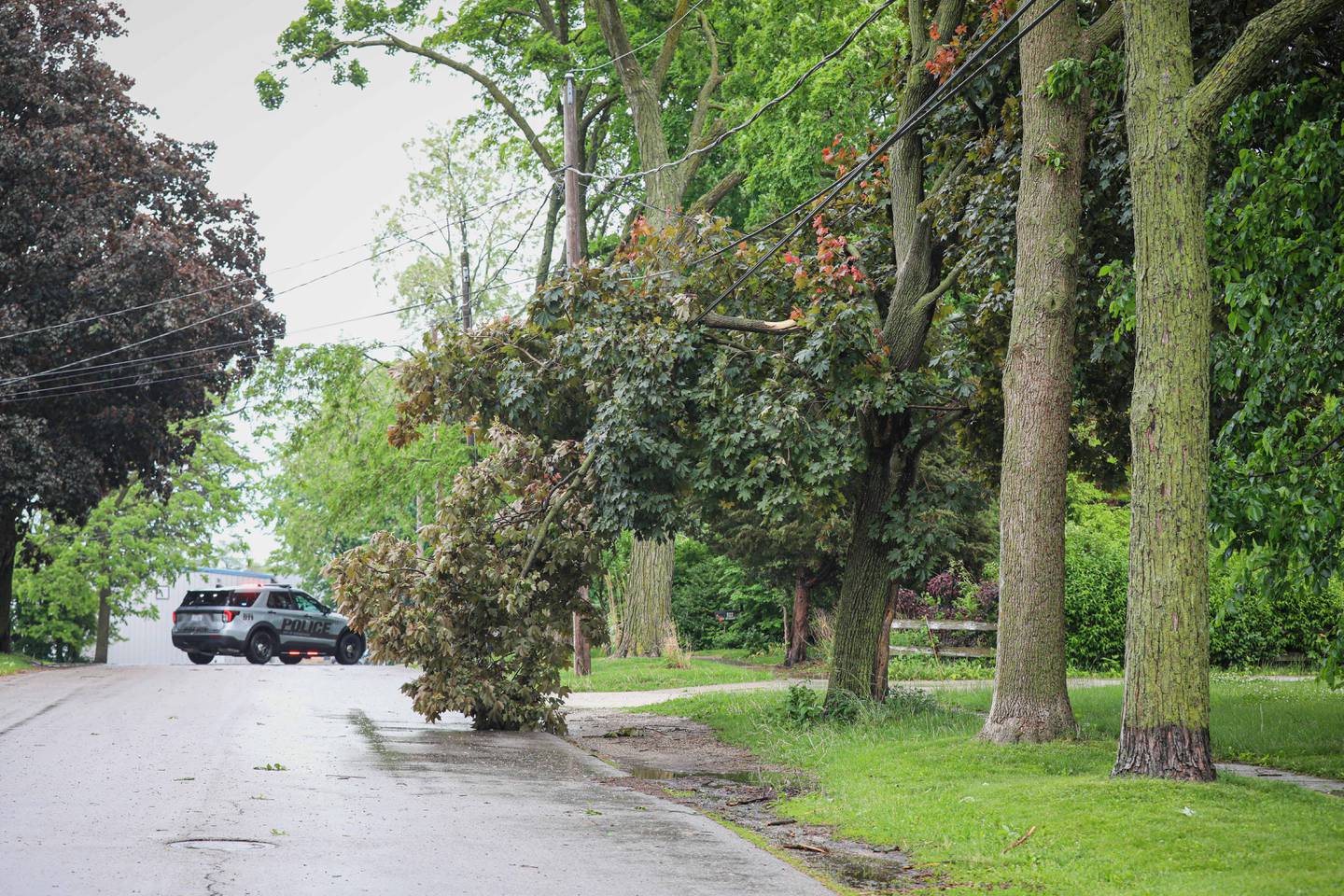 A tree fell onto a roadway in Woodstock during storms June 3, 2025.