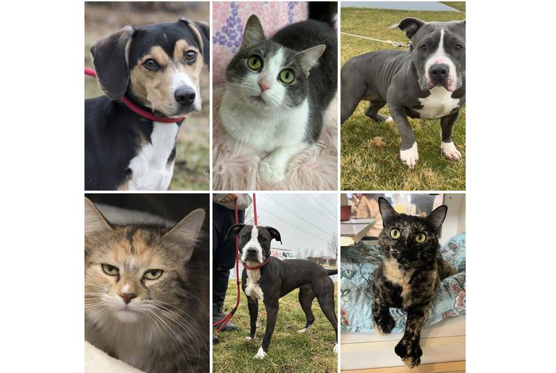 The Herald-News presents this week’s Pets of the Week. Read the description of each pet to find out about that pet, including where he or she can be adopted