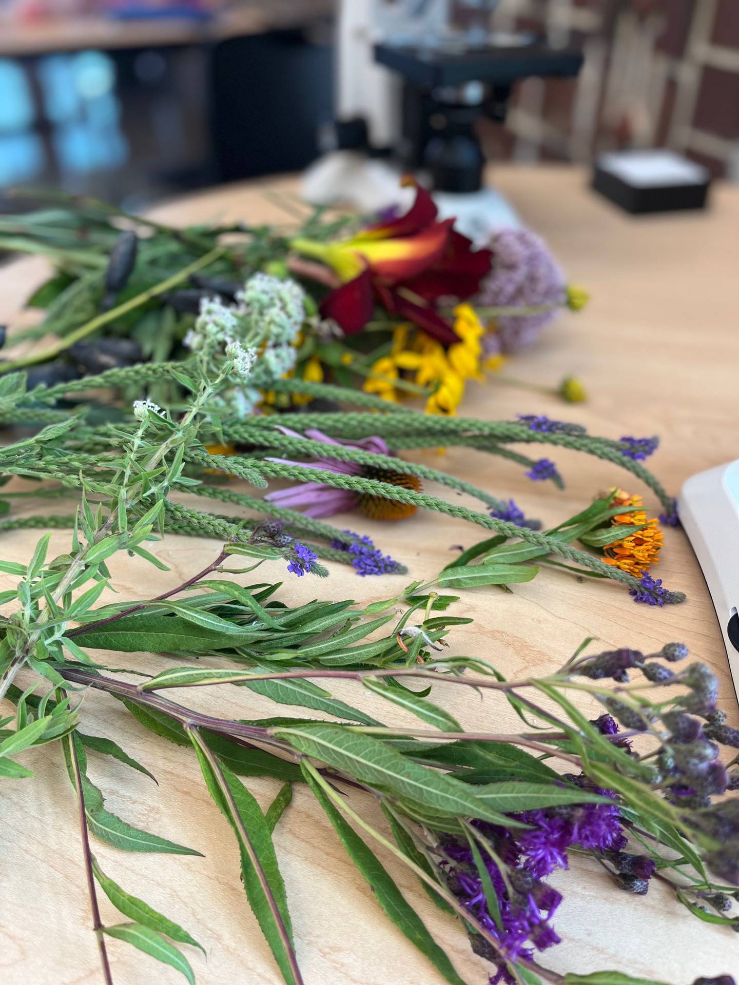 Native flowers from the pollinator garden at Hall High School in Spring Valley.