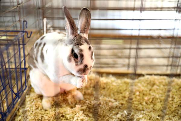4-H rabbit workshop offers hands-on learning for Lee County youths