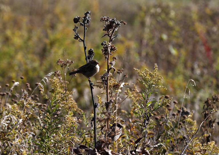 Birds perch in the prairie on Tuesday, Oct. 18, 2022, at the McHenry County Conservation District's Prairieview Education Center in Silver Creek Conservation Area. The center, located at 2112 Behan Road in Crystal Lake, has reopened, to the public on Tuesdays and Thursdays and to school groups, after being closed for since the beginning of the pandemic.