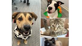 Will County waives pet adoption fees for veterans and active service members in November