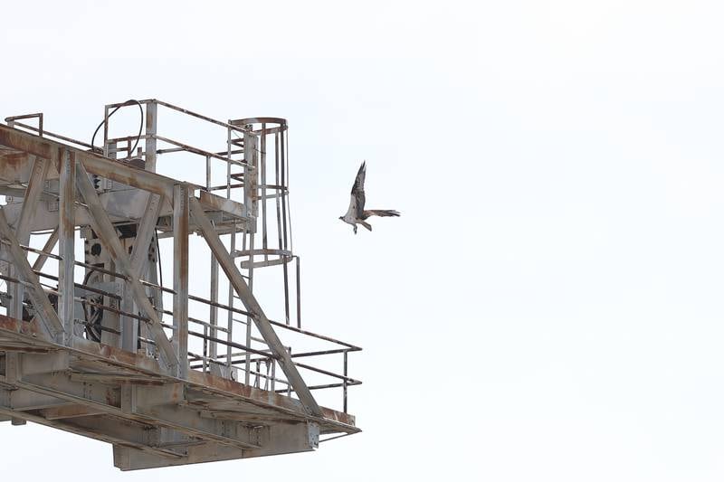 A mother patrols the skies near her young’s nest high above the DNR decommissioned facility in Romeoville on Tuesday, July 18th, 2023.