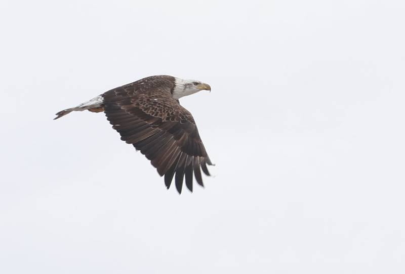 A Bald eagle flies over Lock 19 along the Hennepin Canal on Thursday, Jan. 1, 2026 near Wyanet. The water at the Lock 19 doesn't completely freeze over allowing the birds to thrive over open water. Around a half-dozen eagles were spotted above the lock.