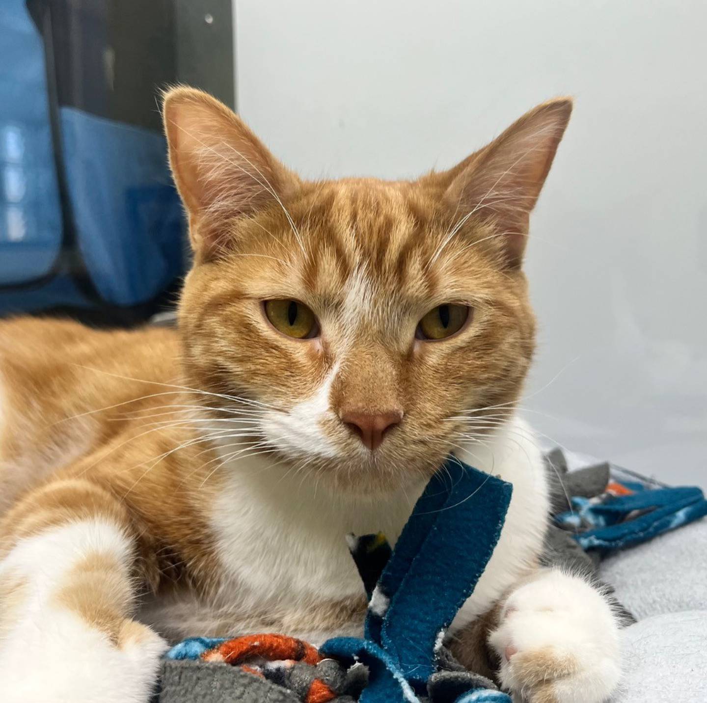 Cheeto is a 9-month-old kitten who needs a patient home. He’s shy at first, but – once he’s comfortable – he loves to snuggle. He will crawl into laps or chests and then rub faces. Cheeto needs an owner who will help him adjust to a new place. To meet Cheeto, email the Will County Humane Society at willcountyhumane.com and follow the instructions for the adoption process.