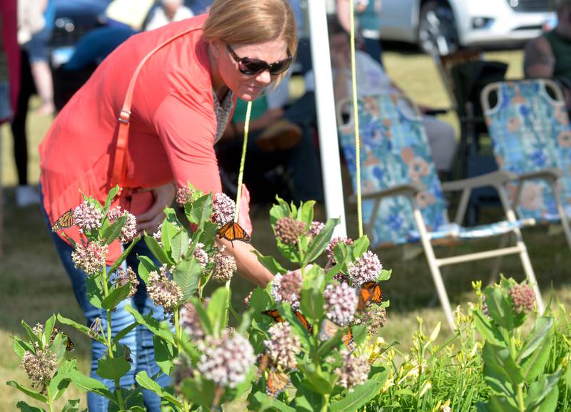 Jen Hall, of Oregon, directs a monarch butterfly toward a milkweed plant during the Serenity Hospice & Home Memorial Butterfly Release on Saturday, July 8, 2023, in Oregon. Hall's butterfly was released in honor of Keith Hall.