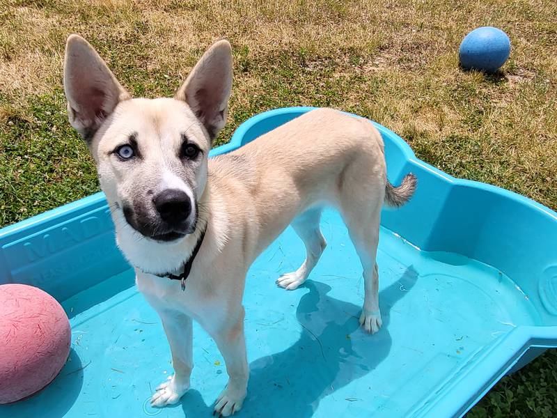 Valkyrie is Save-A-Pet's pet of the week for July 18,  2024.