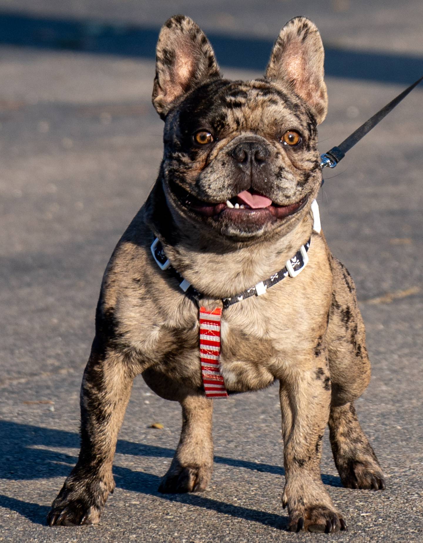 Tails Humane Society's Mutt Strut 5K Run and Walk