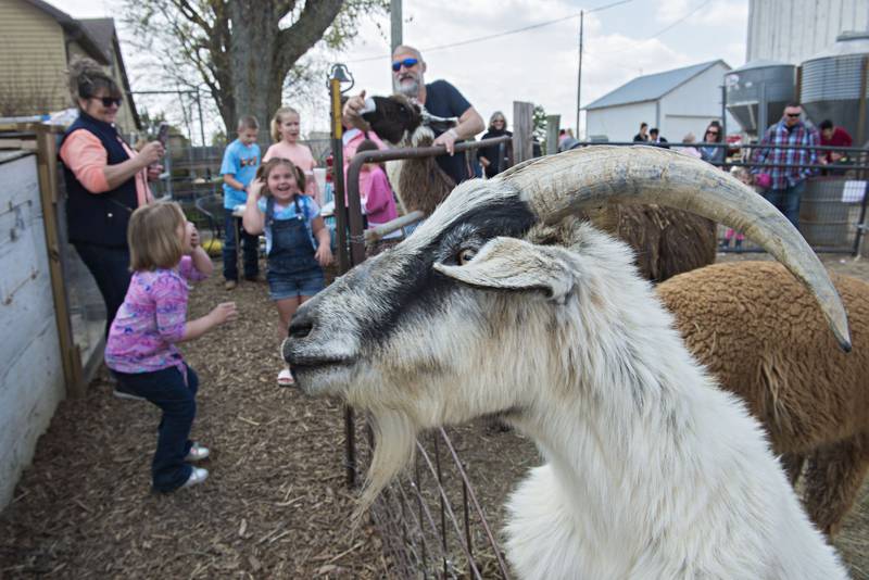 A goat reaches up over a fence Saturday at P&C’s Little Rascal’s farm in Chadwick. The traveling petting zoo opened their farm Saturday to visitors to come out and see the chickens, goats, llamas, sheep and others.