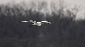  Will County forest preserves have all eyes on birds in May