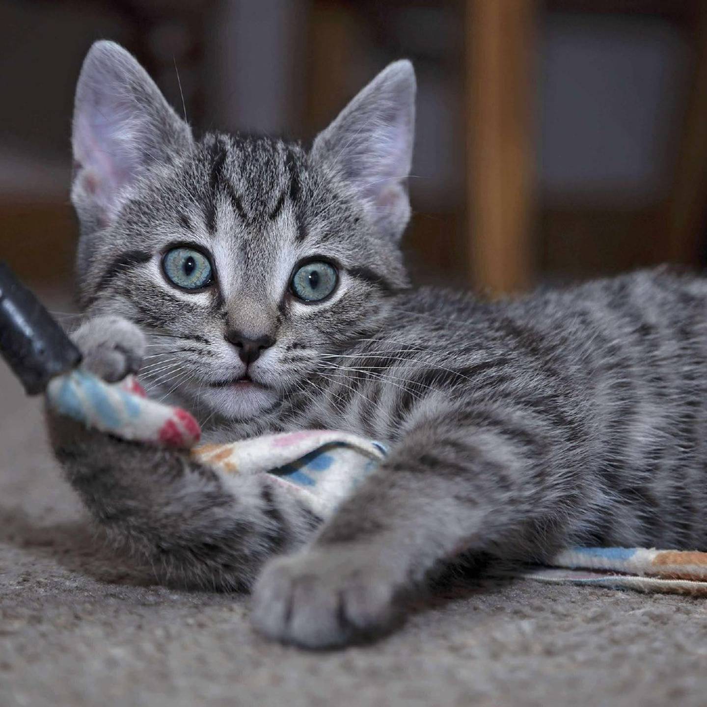 Jasmine is playful and curious and loves wand toys and chasing lasers. She’s social with other cats, does well with kids and doesn’t mind being picked up. Jasmine is happiest exploring new things and cuddling on laps or shoulders. Ready to add a loving, playful friend to your home? Jasmine’s waiting! To meet Jasmine, visit thekittysquad.com/adoptables.